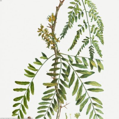 Sữa Ong Chúa Tươi Thượng Hạng 100g